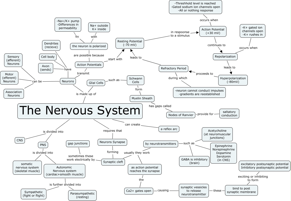 Nervous System Concept Map For Skills Worksheet Concept Mapping