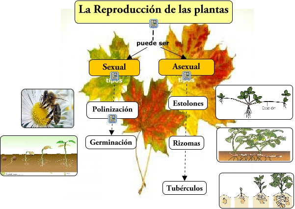 Las Palntas Mªcarmen Montojo ¿cómo Se Reproducen Las Plantas 3289