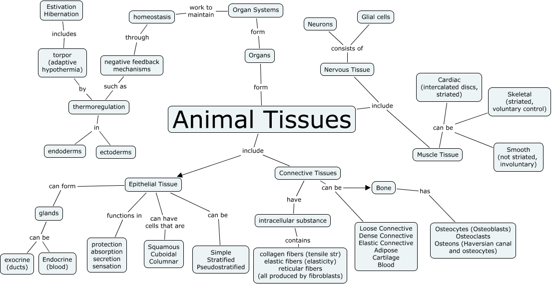 Animal Tissue Concept Map - Aurlie Philippa