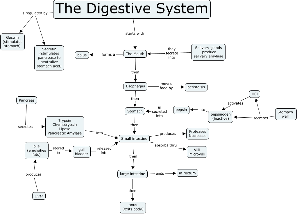 Digestive System Concept Map Digestive System