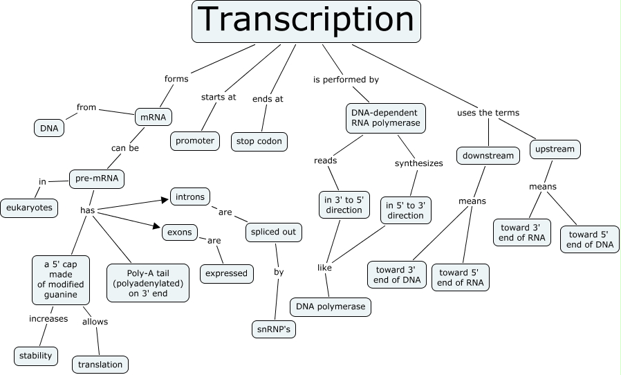 Homework help dna concept mapping 05 image