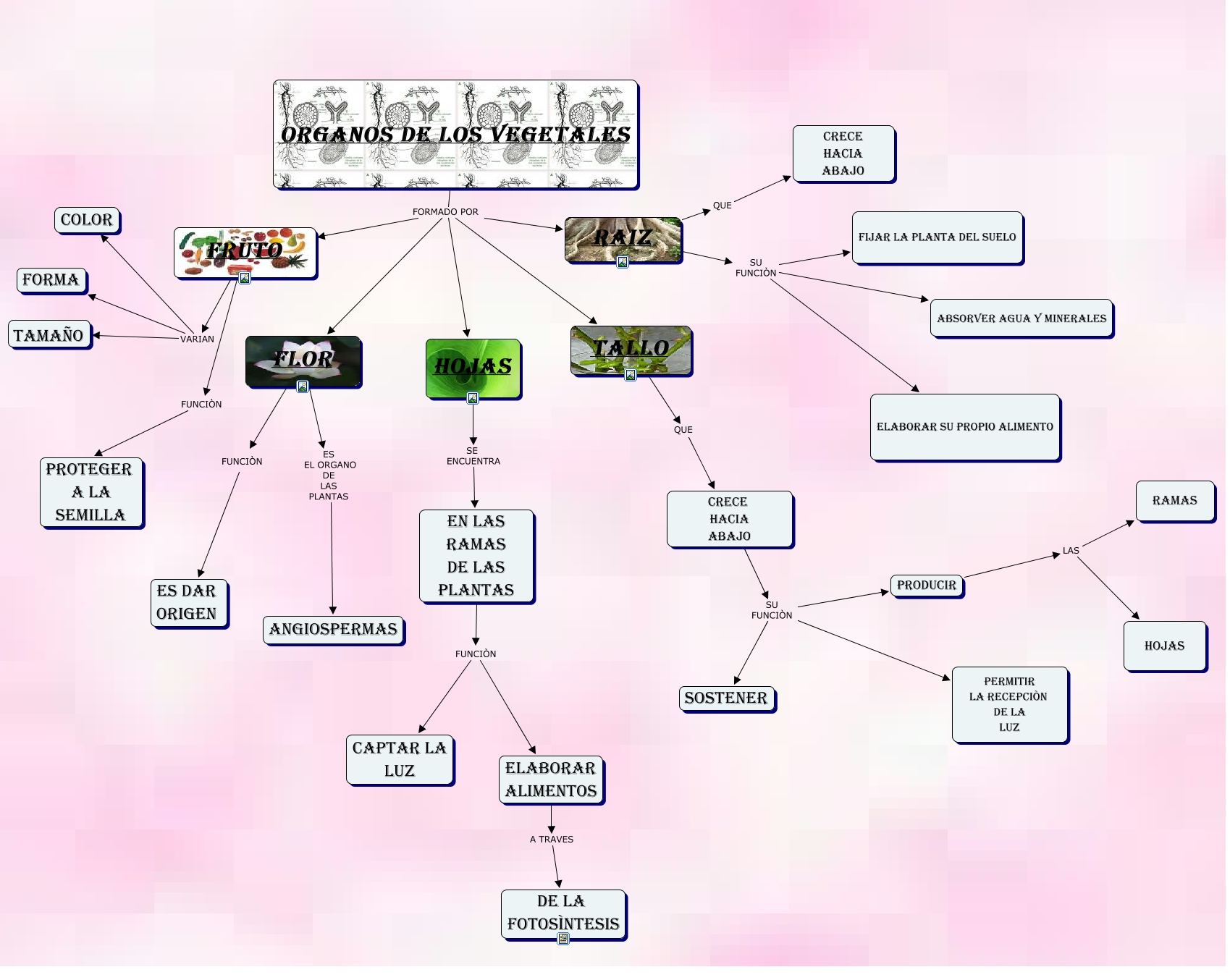 organos de los vegetales cual mapa mental elabore