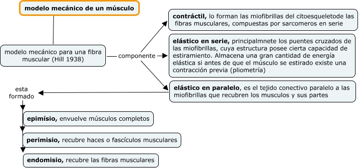 modelo mecánico de un músculo