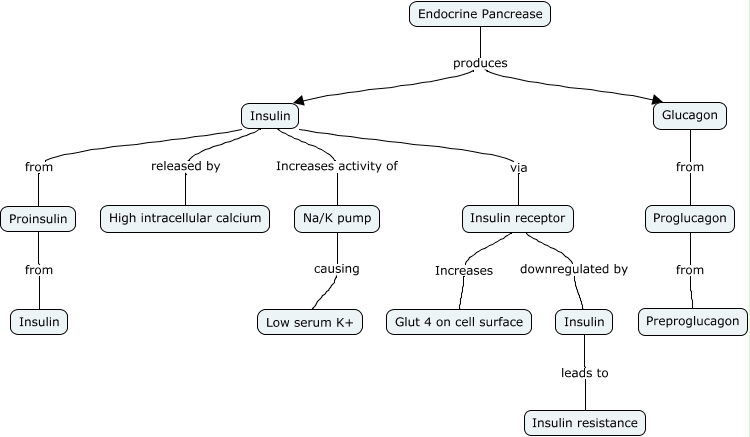 Insulin & Glucagon