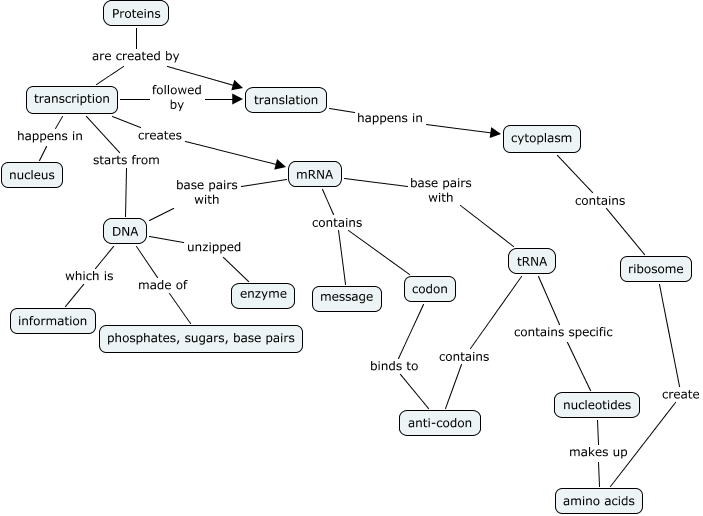 Protein Synthesis Concept Map